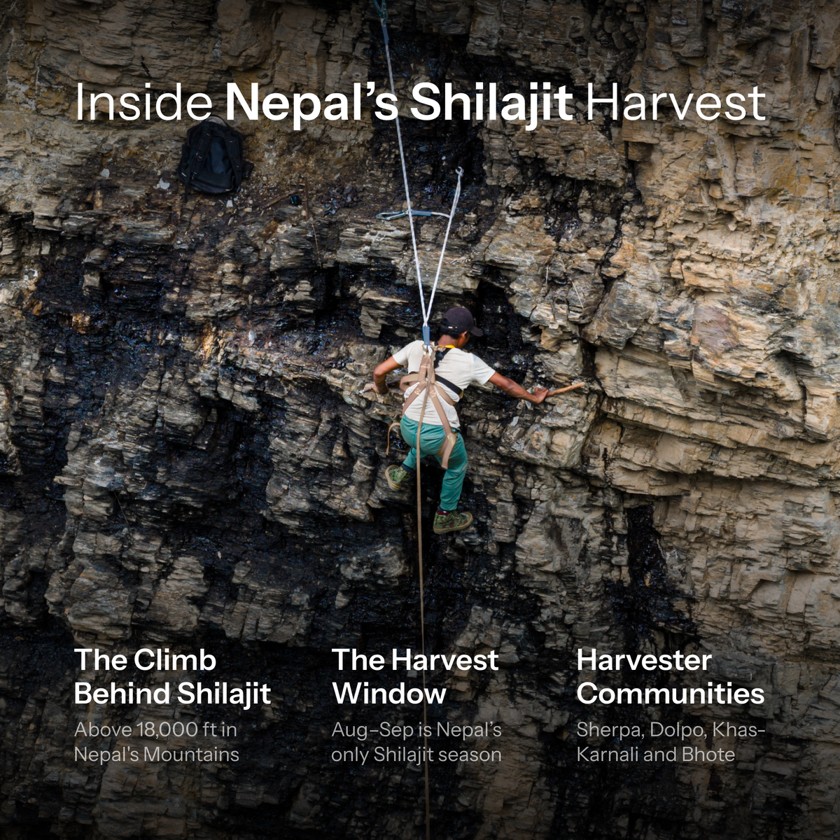 A harvester secured by rope collects shilajit from a rocky cliff in Nepal.