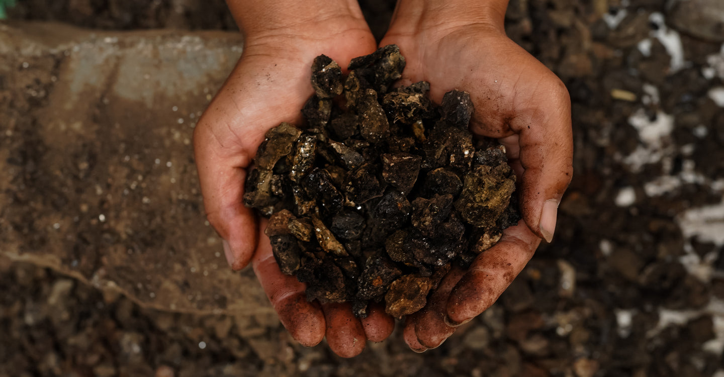 Raw shilajit stones held in hands, showing natural Himalayan resin before purification and processing.