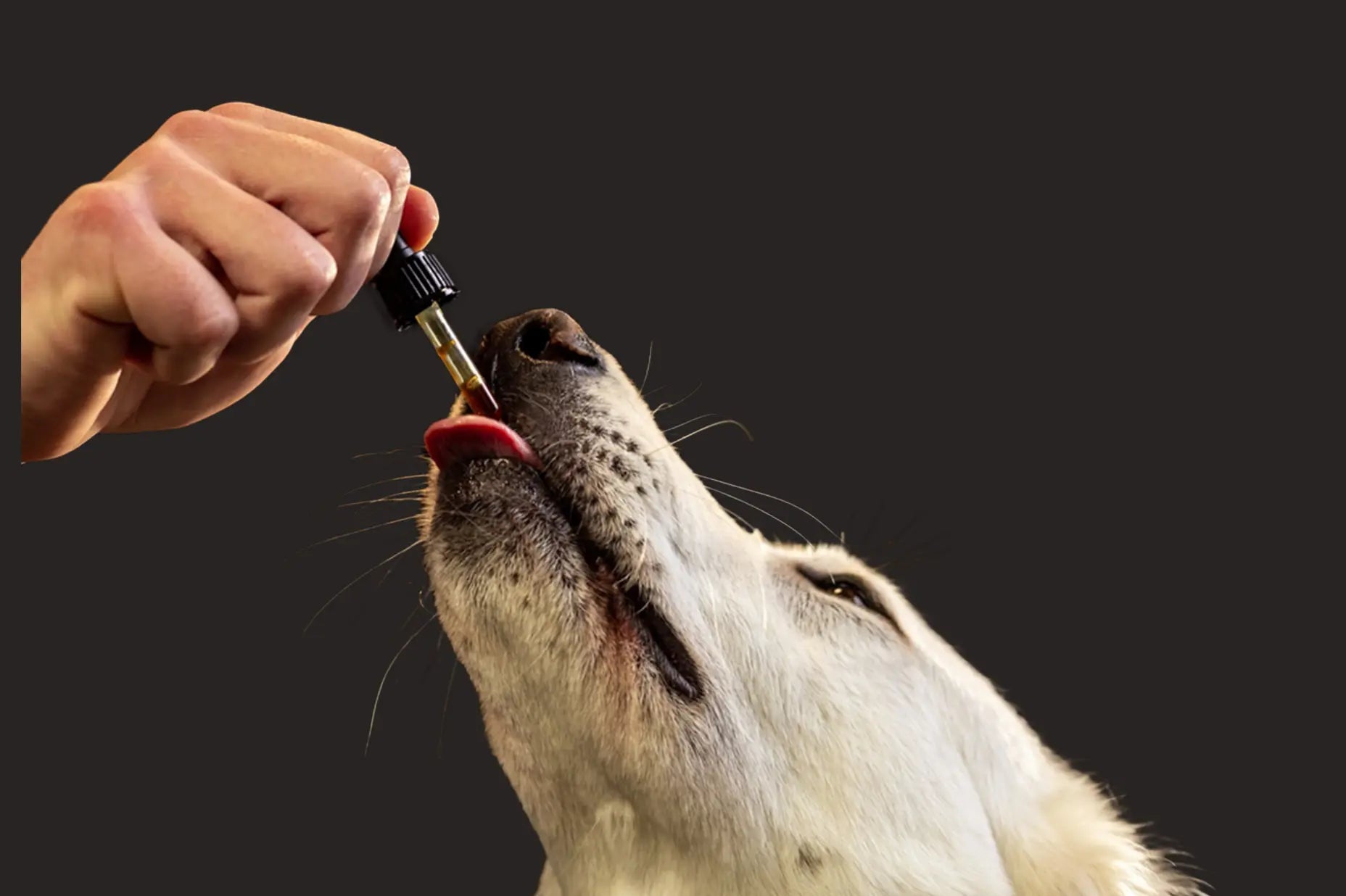 shilajit for pets