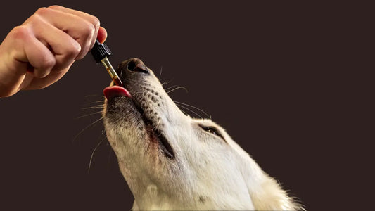 shilajit for pets