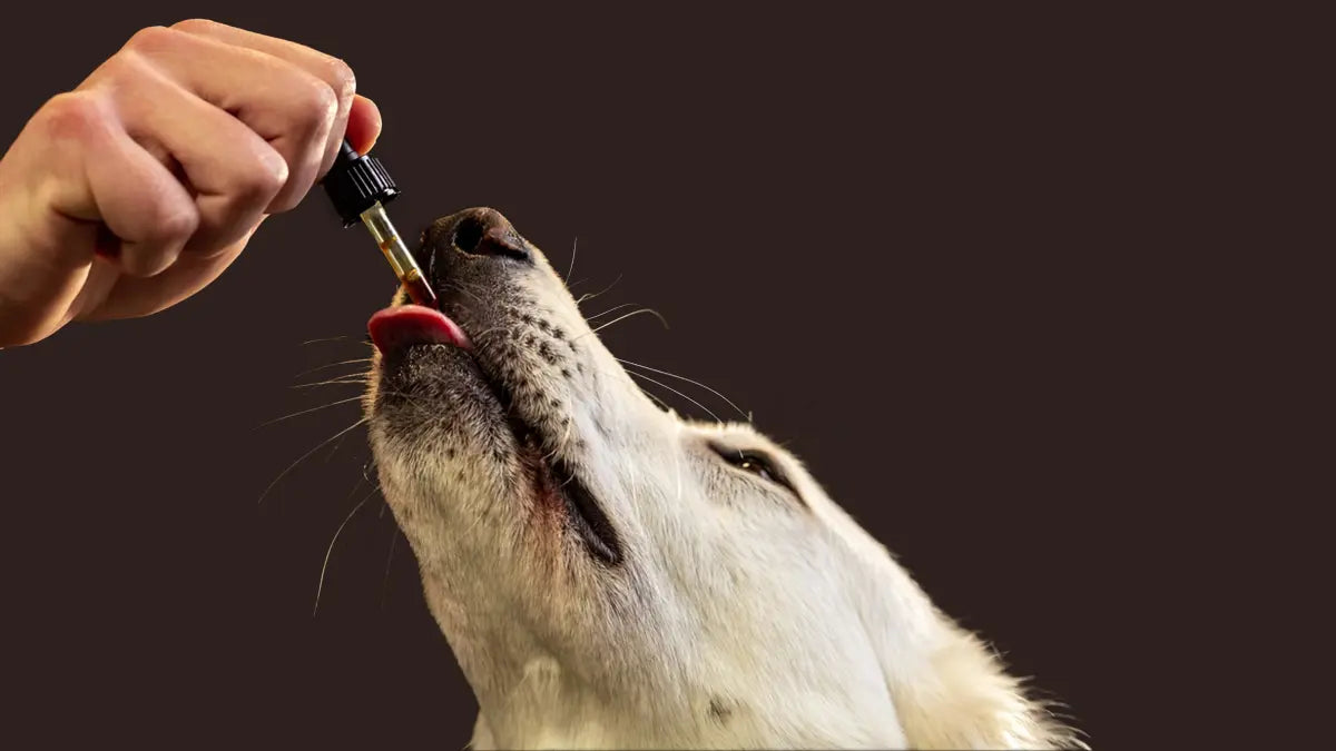 Shilajit For Pets
