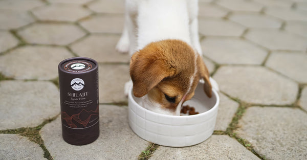Shilajit for Pets: Safety, Dosage & Research
