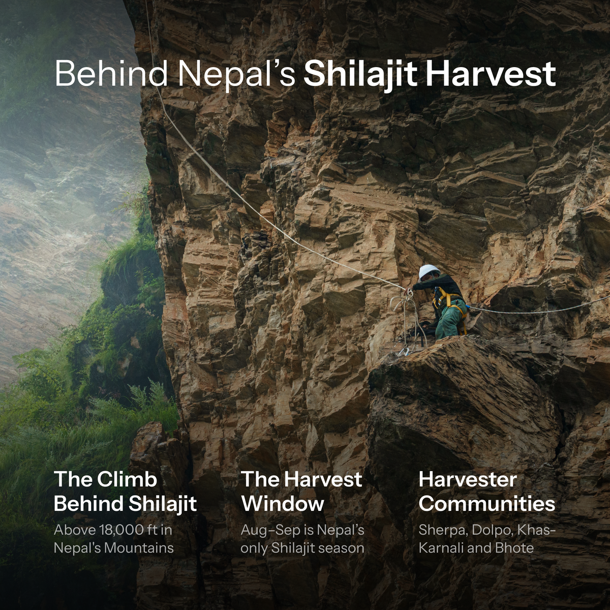 A roped harvester on a rocky cliff beside information about Nepal’s shilajit harvest.